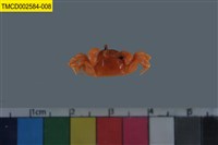 藏品(雙扇股窗蟹)的圖片